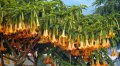 Brugmansia - arbuste exotique de senteur 2-3m